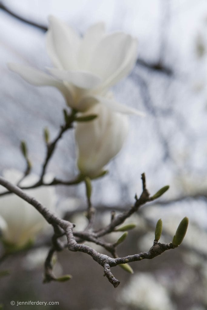 Close-up of a blooming white magnolia flower with blurred buds and branches in the foreground, set against a soft, out-of-focus background.