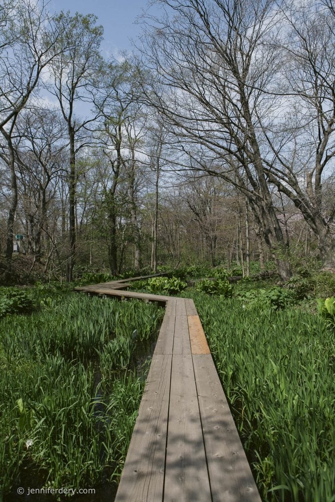 A wooden boardwalk winds through lush green marsh plants and leafless trees under a blue sky with scattered clouds.