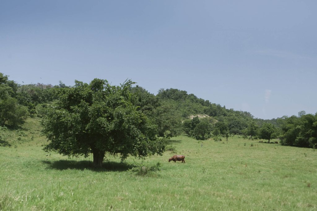 A lone tree stands in a grassy field under a clear blue sky, with a brown cow grazing nearby. Green hills and scattered trees appear in the background.