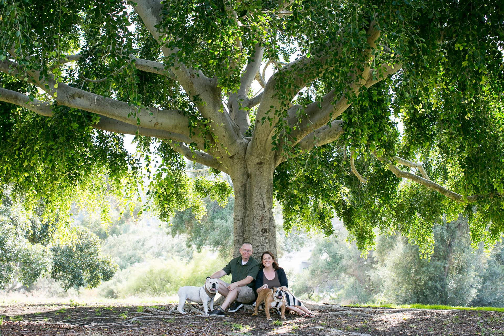 family pet photography in presidio park with two rescue bulldogs, one white, one brown and their doggie parents. Under a giant tree.
