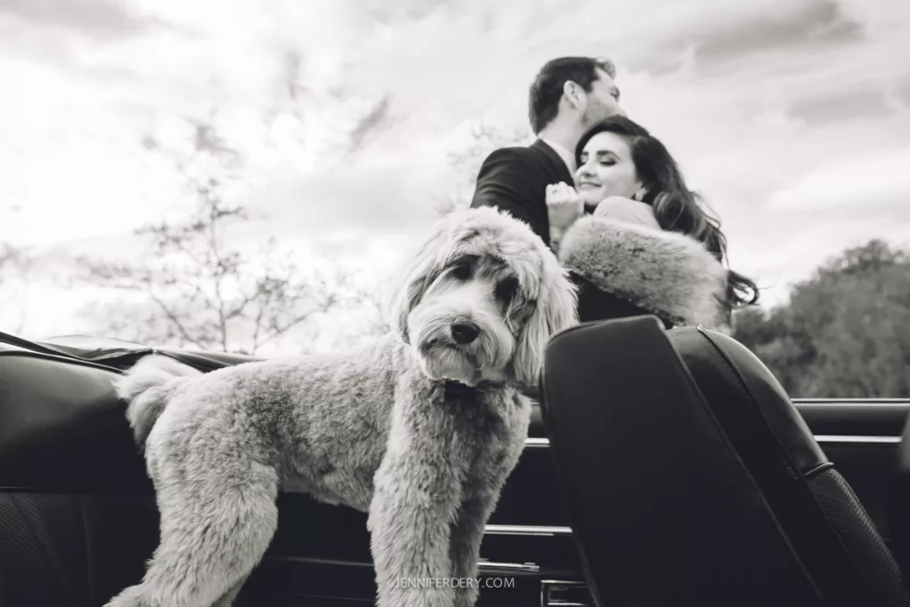 photo of couple with vintage car and their baby doodle dog in foreground