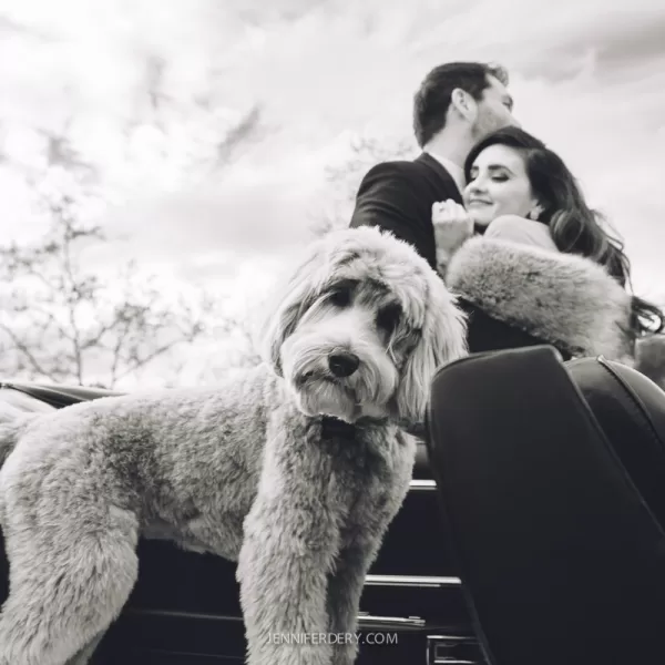 old-Hollywood glam-styled engagement session idea with a a cute labradoodle dog. shows in black & white