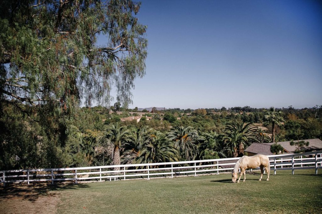 A serene landscape featuring a horse grazing in a fenced grassy area. Tall trees and lush palm trees fill the background, with hills and rooftops in the distance under a clear blue sky.