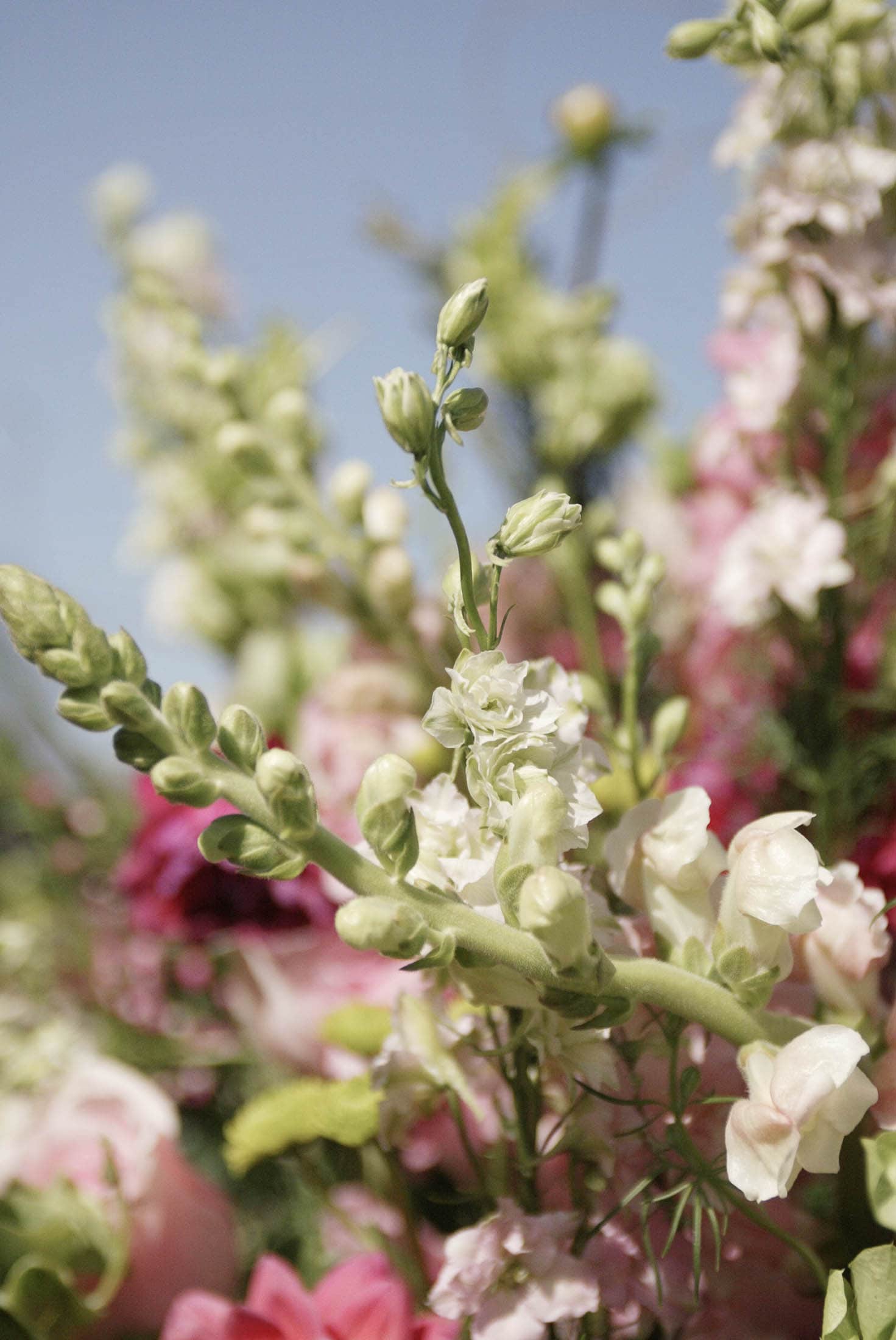 A close-up of a vibrant floral arrangement featuring soft pink, white, and green flowers against a clear blue sky. The focus is on delicately clustered blooms with an array of stems and leaves.