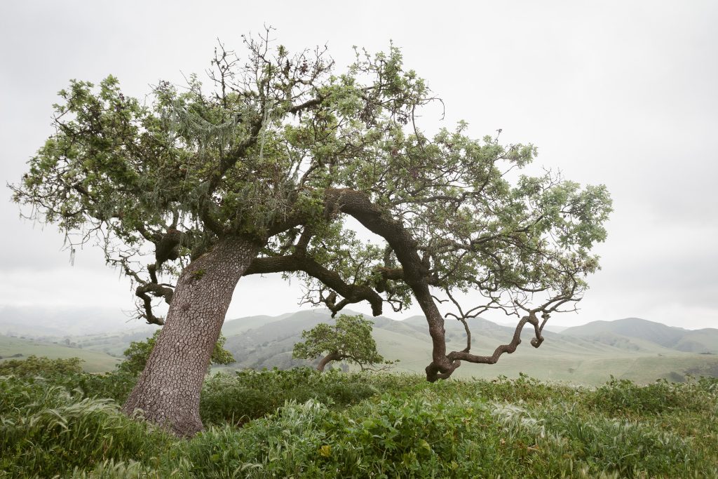 A solitary, windswept tree with twisted branches stands against a backdrop of rolling green hills under an overcast skyโan ideal spot for San Diego engagement photos. Lush greenery surrounds the tree, creating a tranquil and natural atmosphere perfect for capturing intimate moments.